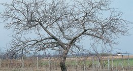 An apple tree and its bark