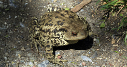 Common toad