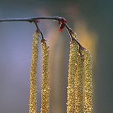 Φουντουκιά και ίουλος με γύρη