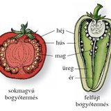 A paradicsom és a paprika termése