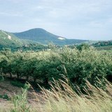 Apple orchard in the summer