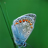 Common blue butterfly