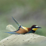 European bee-eater taking a dustbath