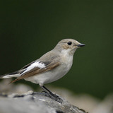 European pied flycatcher