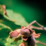 Καρπός φουντουκιάς
