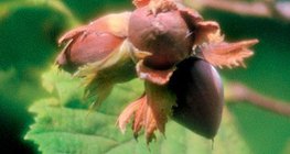 Καρπός φουντουκιάς