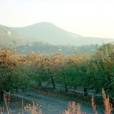 Autumn in the apple orchard
