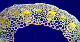 Διατομή λεπίδας φύλλου