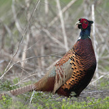 Common pheasant (male)