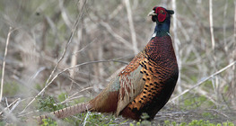 Common pheasant (male)