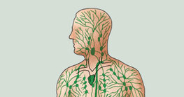 The lymphatic system