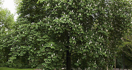 Chestnut tree in bloom