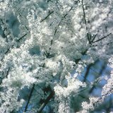 Τσαπουρνιά σε ανθοφορία