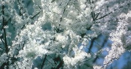 Τσαπουρνιά σε ανθοφορία