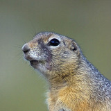 European ground squirrel