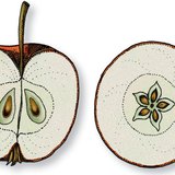Cross and longitudinal sections of an apple