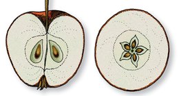 Cross and longitudinal sections of an apple