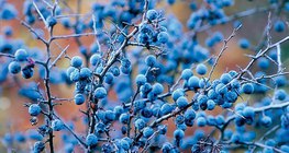 Φρούτα τσαπουρνιάς