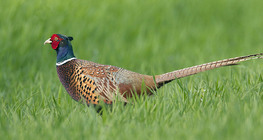 Common pheasant (male)