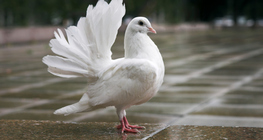 White pigeon