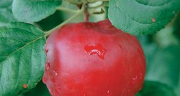 The fruit of the apple tree