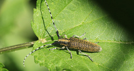 Longhorn beetle
