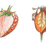 Φράουλα και τριανταφυλλιά