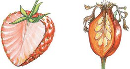 Φράουλα και τριανταφυλλιά