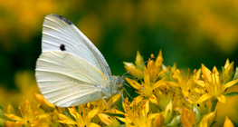 Μεγάλη λευκή πεταλούδα