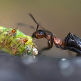 Ant with its catch, a caterpillar