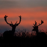 Sunset with Fallow deer