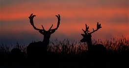 Sunset with Fallow deer