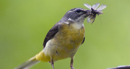 Yellow wagtail with catch