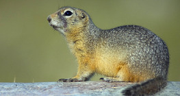 European ground squirrel