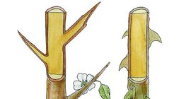 Προύνος και τρανταφυλλιά, και τα αγκάθια τους