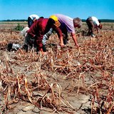 Συγκομιδή κρεμμυδιών