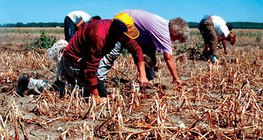 Συγκομιδή κρεμμυδιών