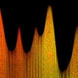 Υπερδομή λεπιών του φτερού πεταλούδας