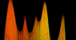 Υπερδομή λεπιών του φτερού πεταλούδας