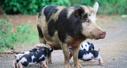 Γουρουνάκι