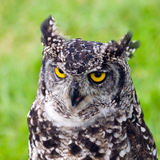 Κουκουβάγια