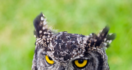 Κουκουβάγια