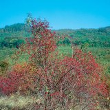 Θάμνος άγριας τριανταφυλλιάς