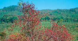 Θάμνος άγριας τριανταφυλλιάς