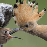 Hoopoe feeding chick
