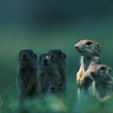 European ground squirrel