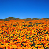 Flowering California poppy (Eschscholzia californica) in a nature reserve