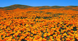 Flowering California poppy (Eschscholzia californica) in a nature reserve