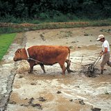 The Process of rice production - 1