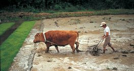 The Process of rice production - 1